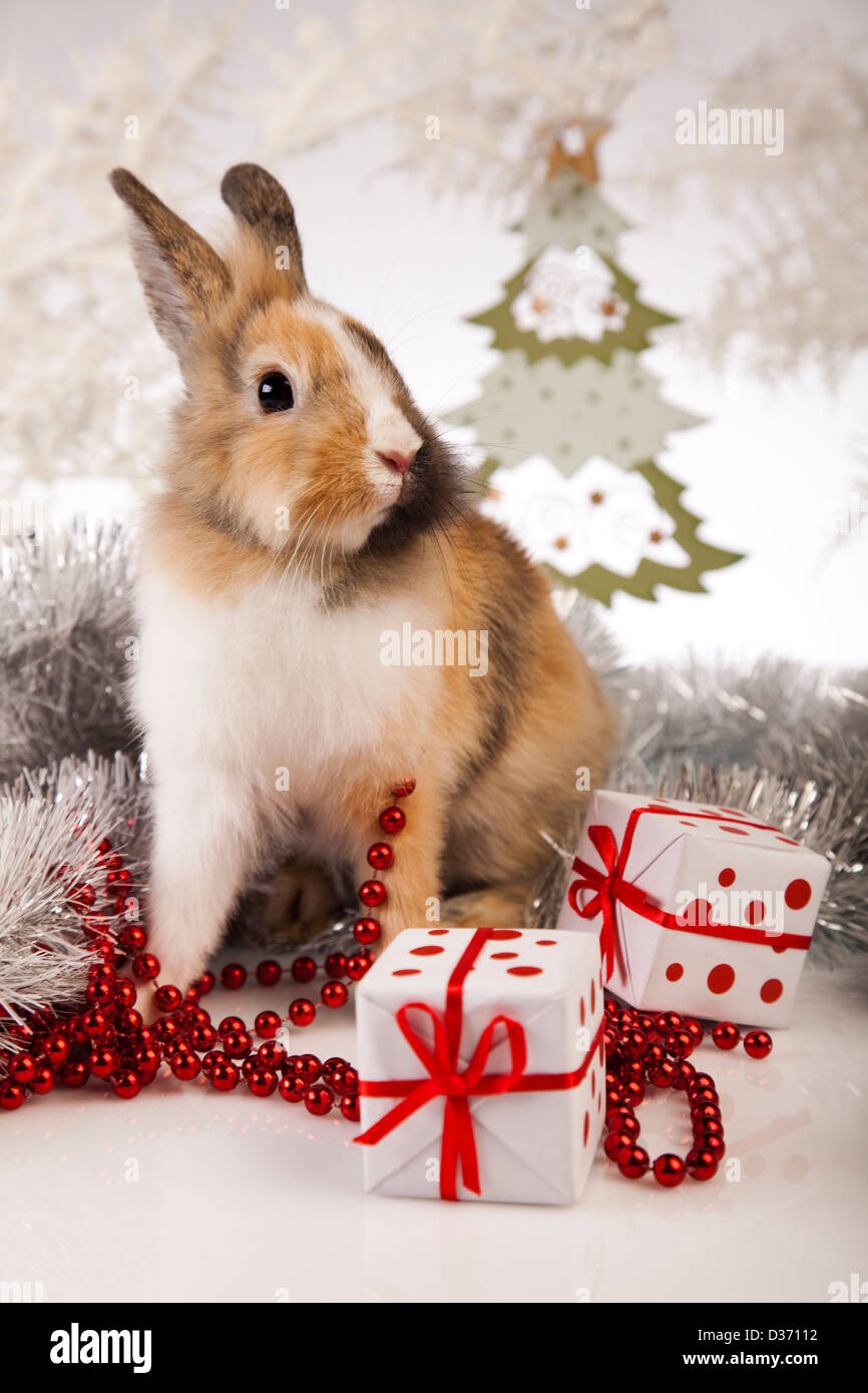 Rabbit, bunny Christmas Stock Photo - Alamy