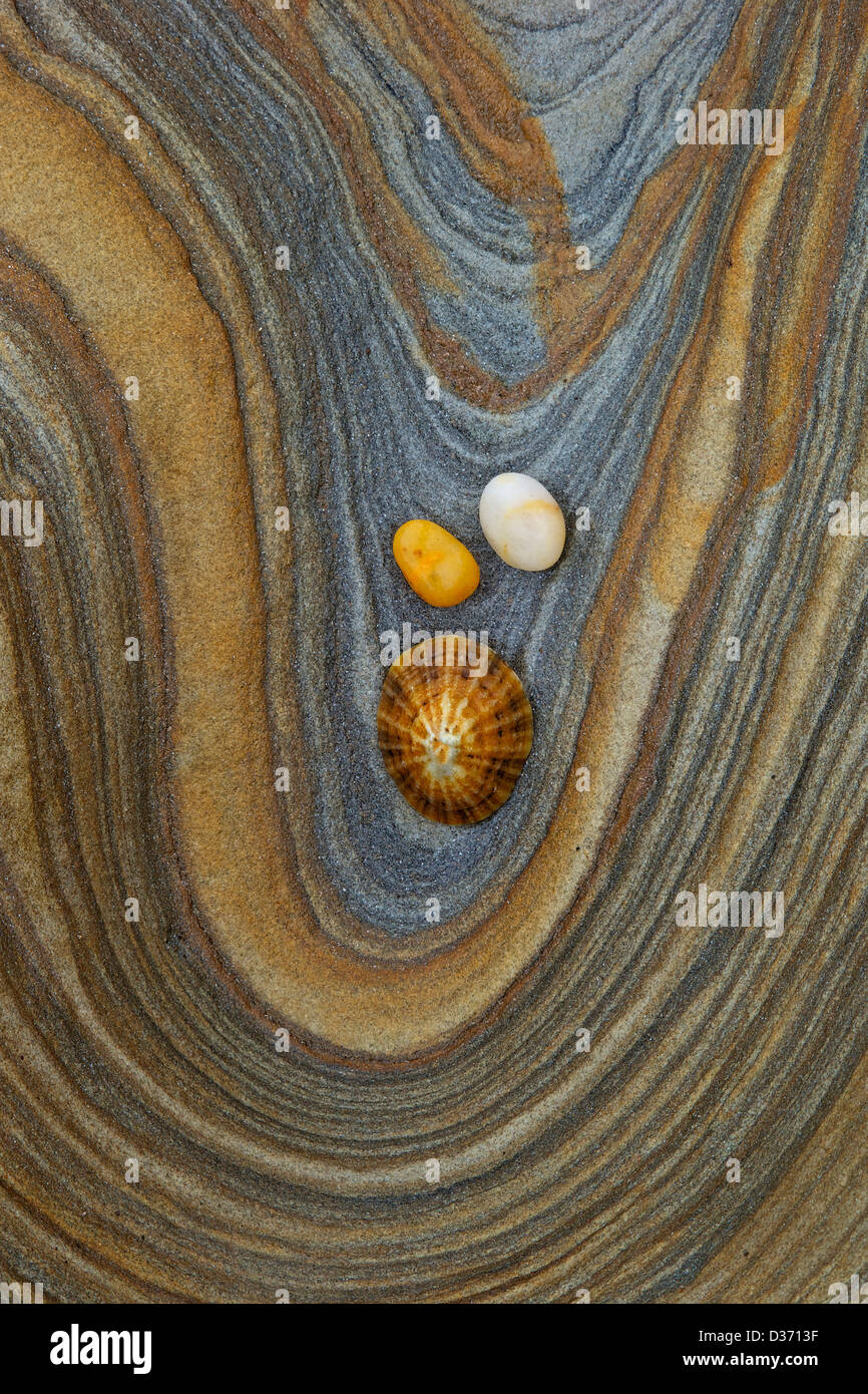 Small pebbles and limpet shell on sandstone rock, Northumberland, Northeast England, UK, GB Stock Photo
