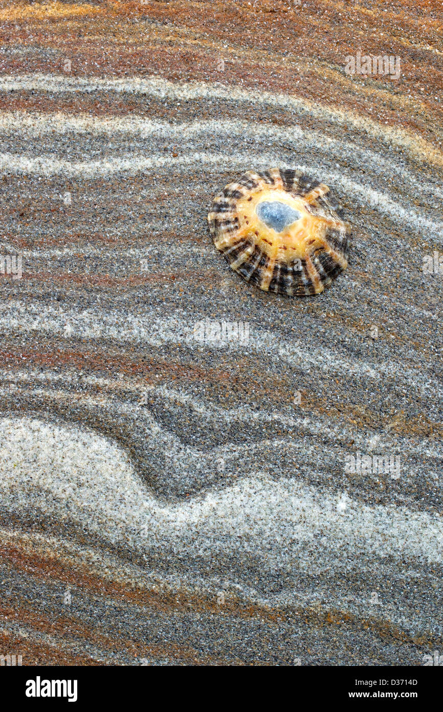 Limpet shell on sandstone rock, Northumberland, Northeast England, UK, GB Stock Photo