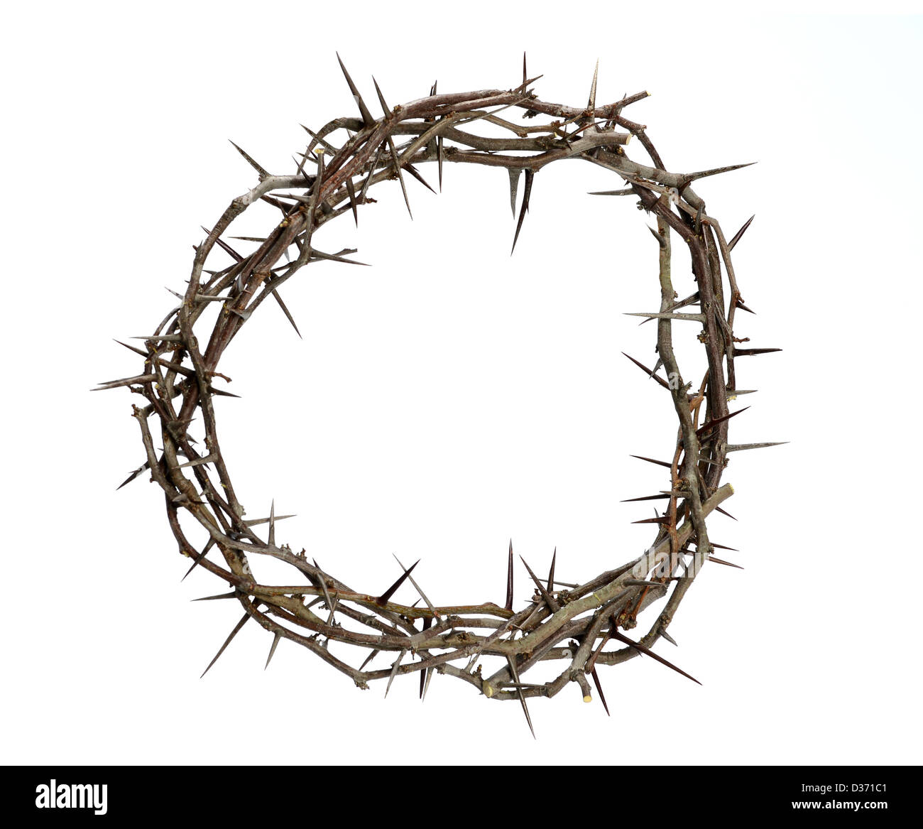 Crown Thorns Image Isolated White Background Stock Vector by
