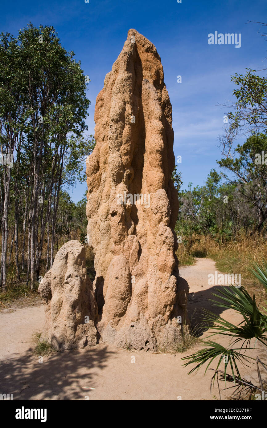 Some Towering More Than 4m 13ft Northern Territory Hi Res Stock 9829