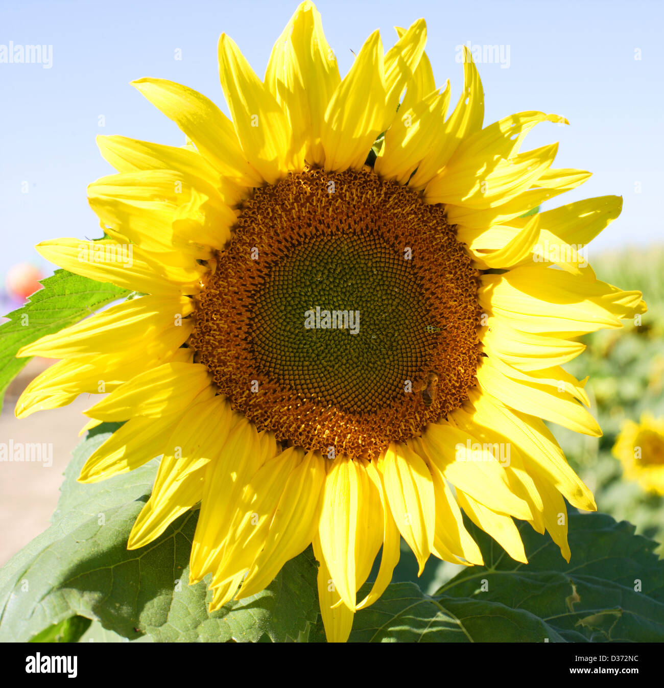 Sunflower in a field on a bright sunny day Stock Photo - Alamy