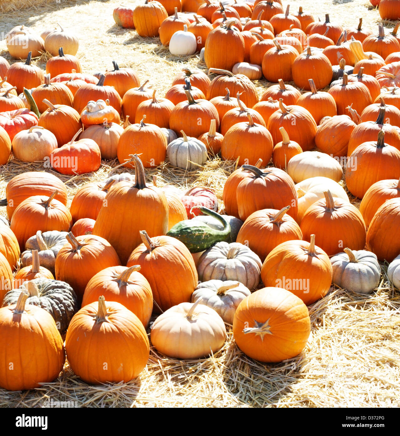 A Pumpkin Patch in october Stock Photo Alamy