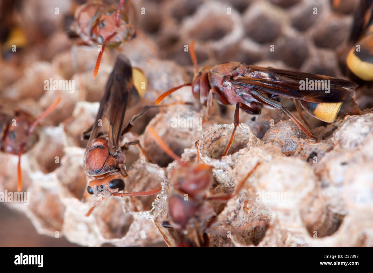 Hornets nest, Vespa crabro Stock Photo