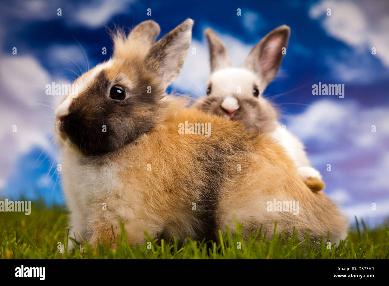 Two Little Rabbits Green background and two little rabbits Stock Photo - Alamy