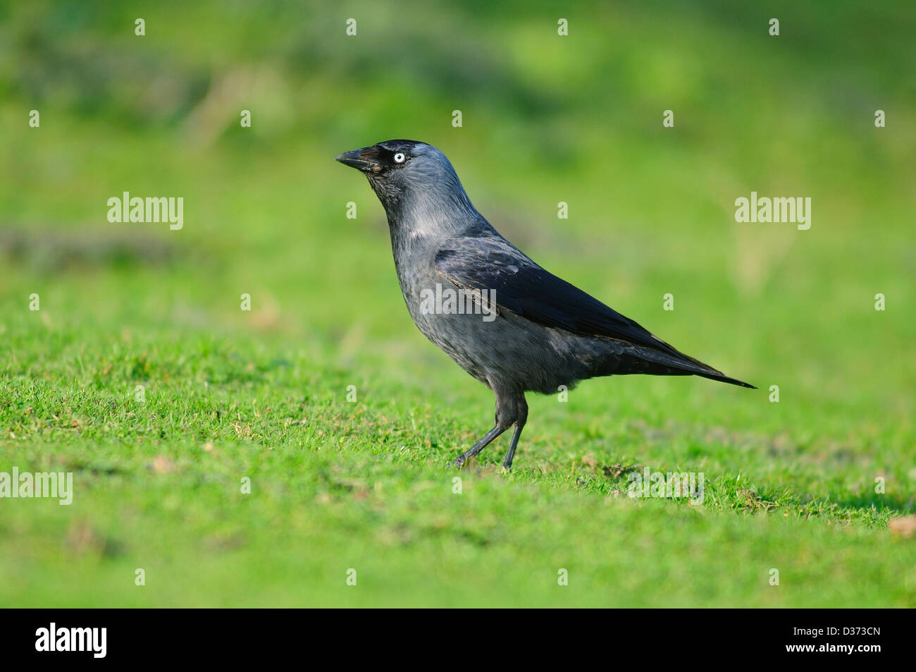 A jackdaw on the grass Stock Photo