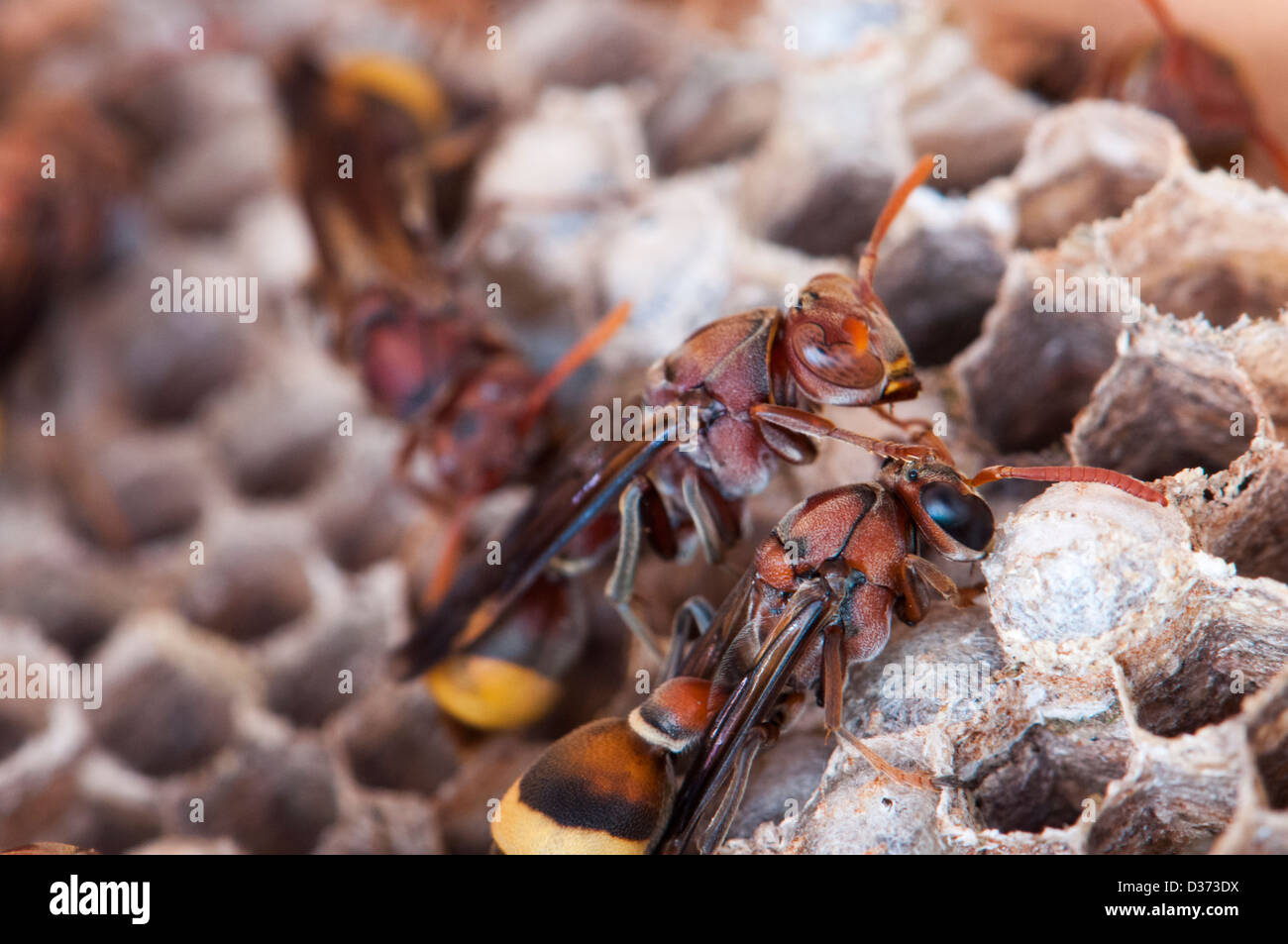 Hornets nest, Vespa crabro Stock Photo