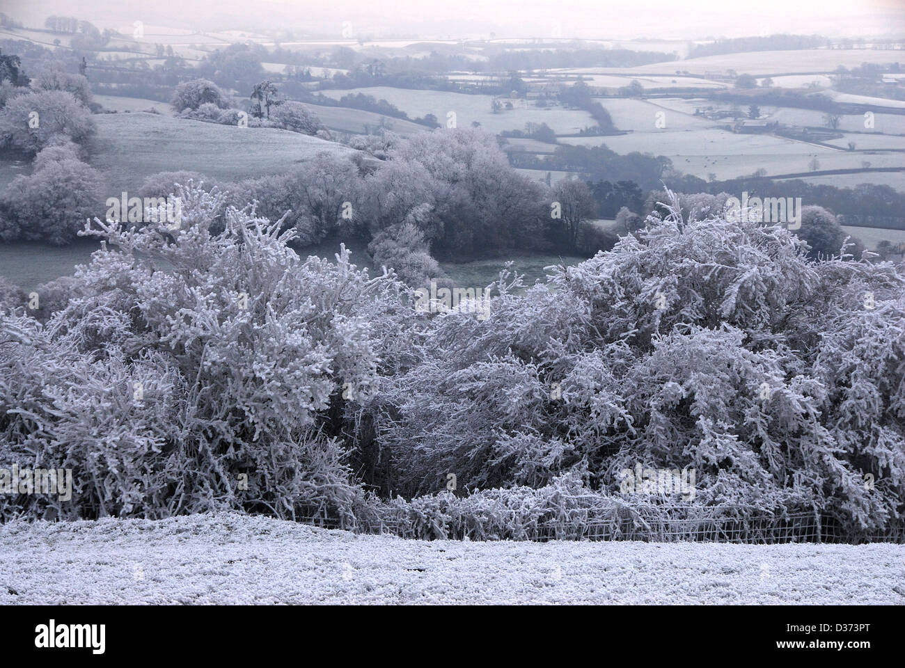 A hoarfrost smothering the countryside Dorset UK Stock Photo