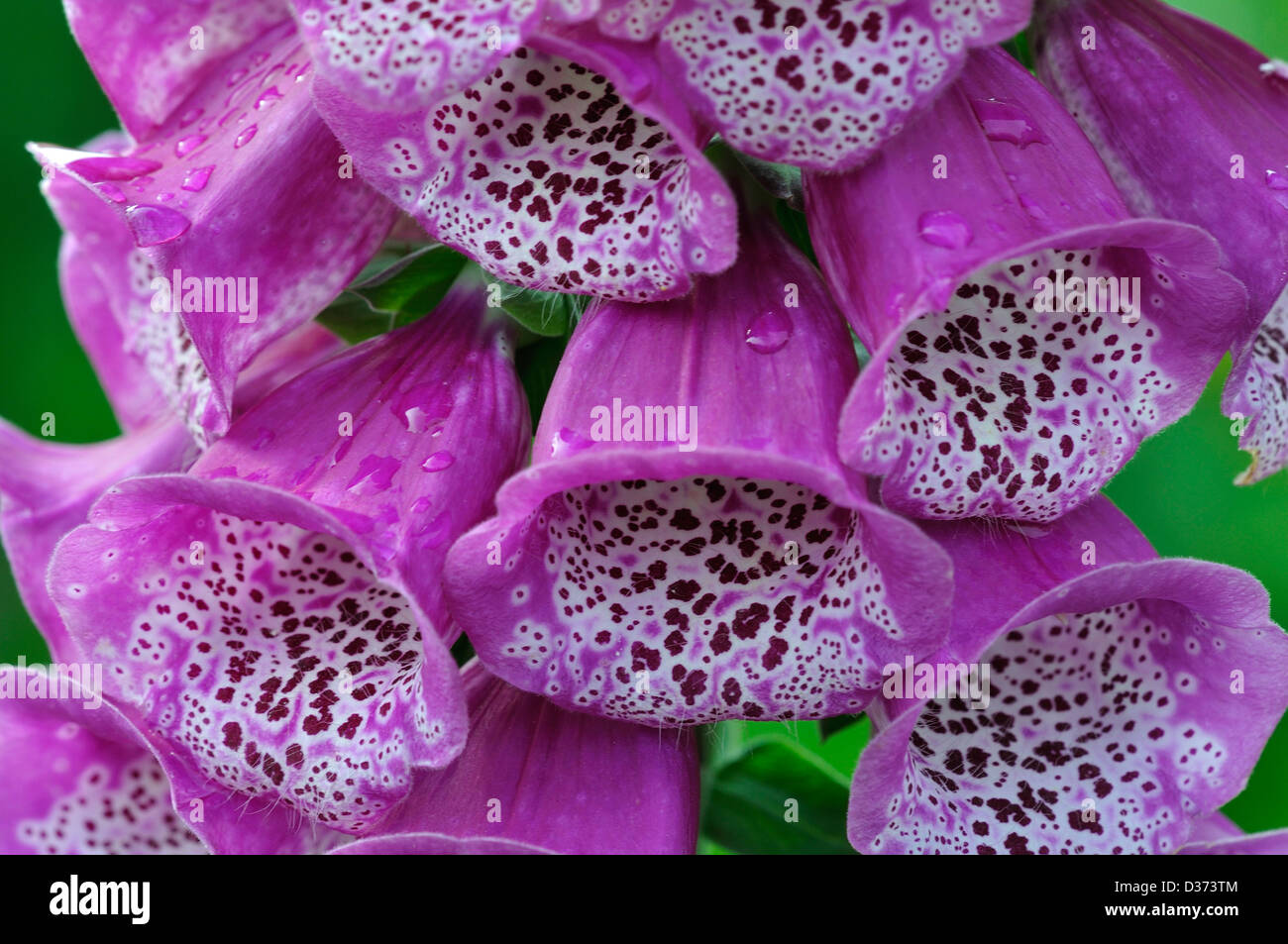 A close-up of foxglove flowers Stock Photo
