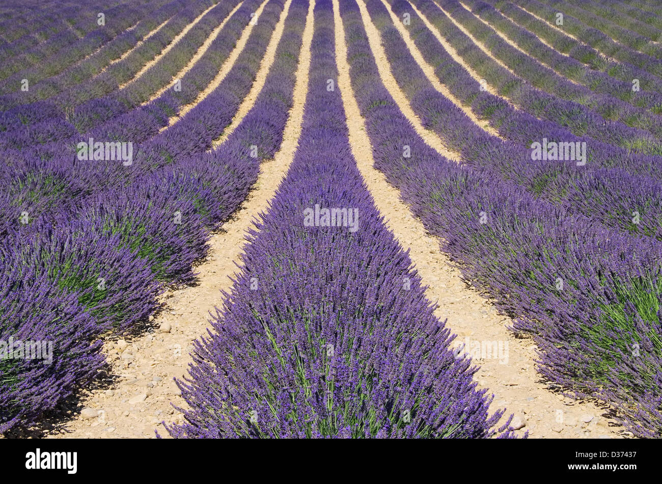 Lavendelfeld - lavender field 61 Stock Photo