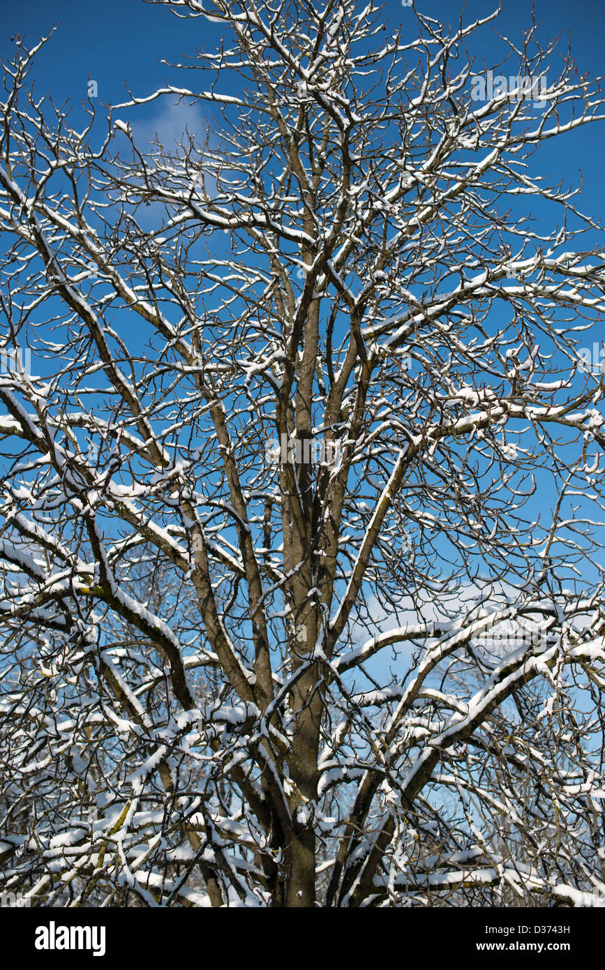 Trees covered with snow against great blue winter sky Stock Photo - Alamy
