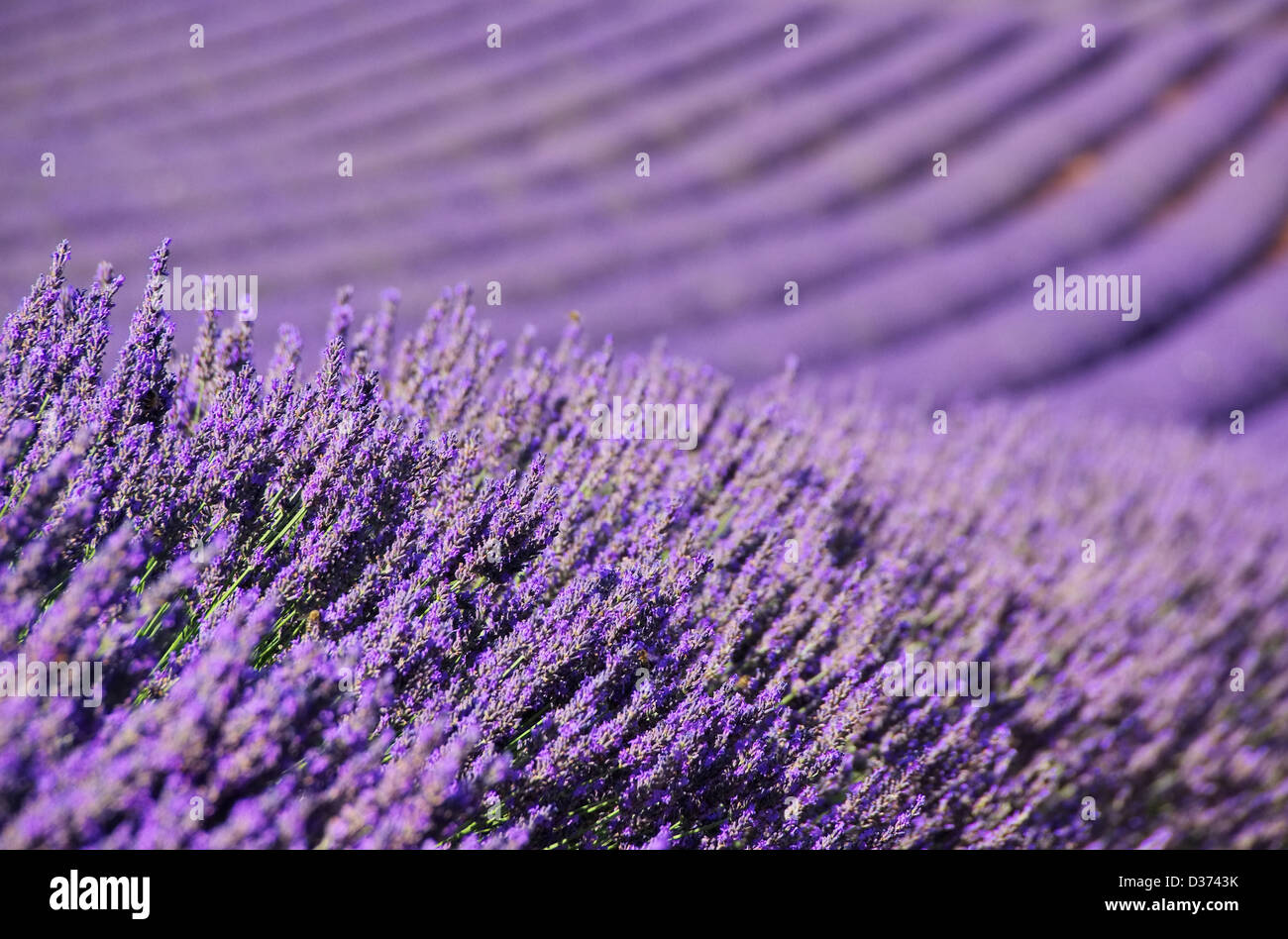 Lavendelfeld - lavender field 69 Stock Photo