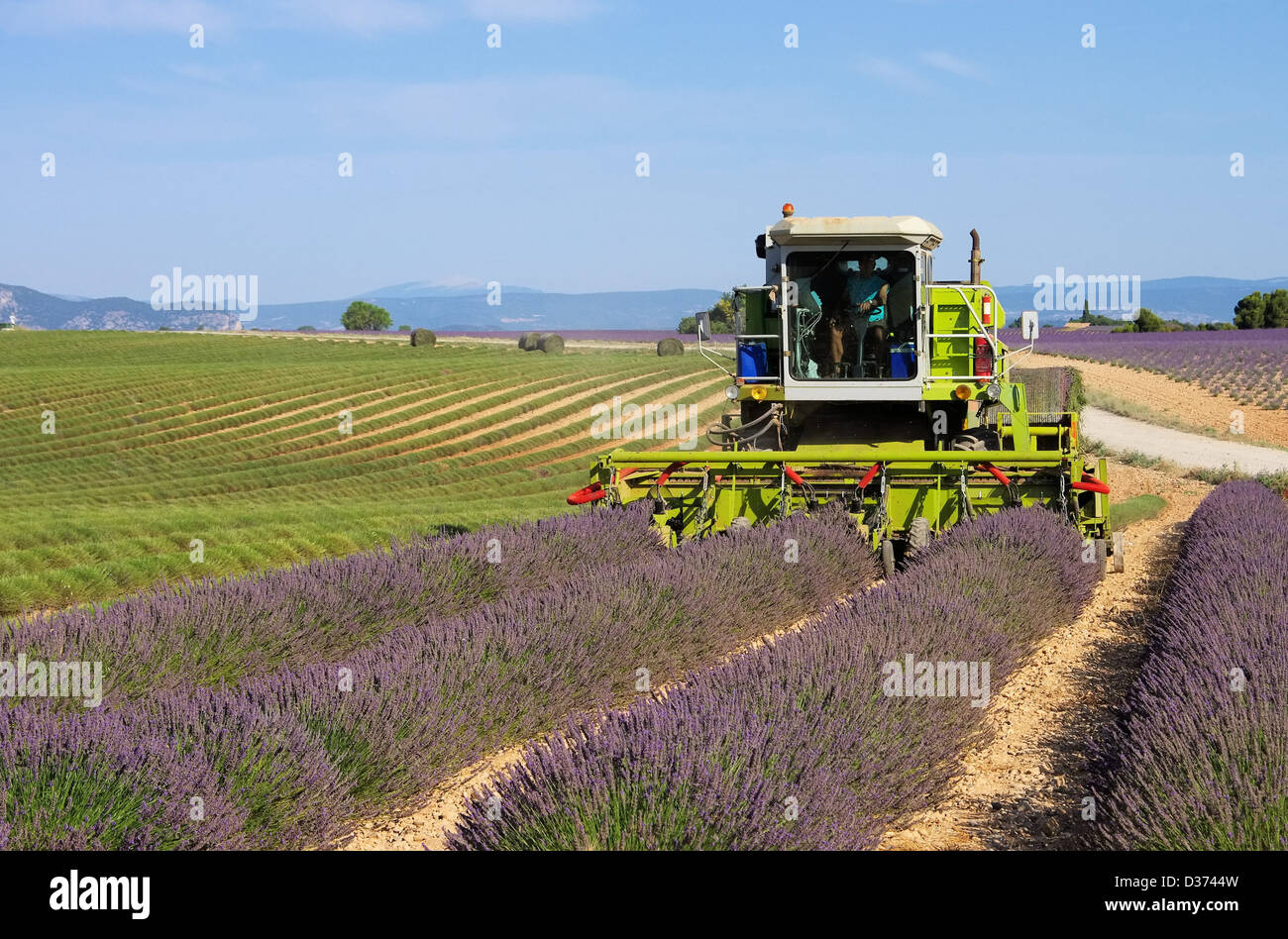 Lavendelfeld Ernte - lavender field harvest 21 Stock Photo