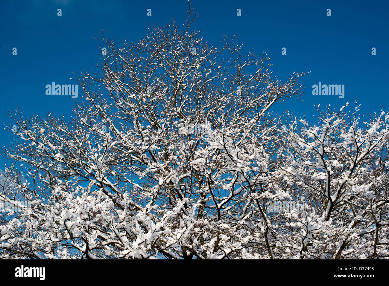 Trees covered with snow against great blue winter sky Stock Photo - Alamy