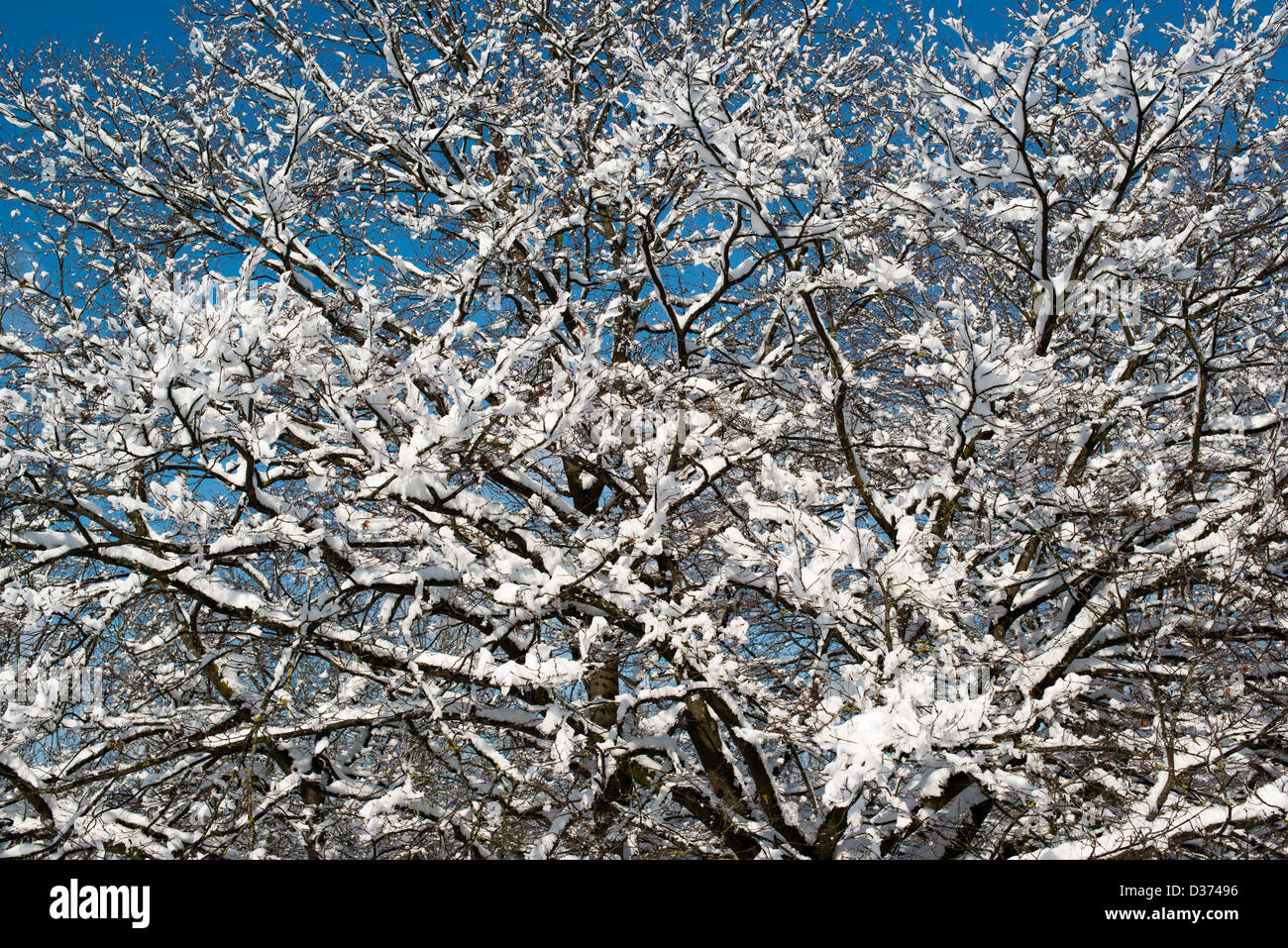 Trees covered with snow against great blue winter sky Stock Photo - Alamy