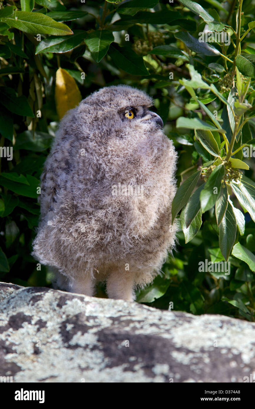 Young Spotted Eagle Owl, Table Mountain, South Africa. Stock Photo