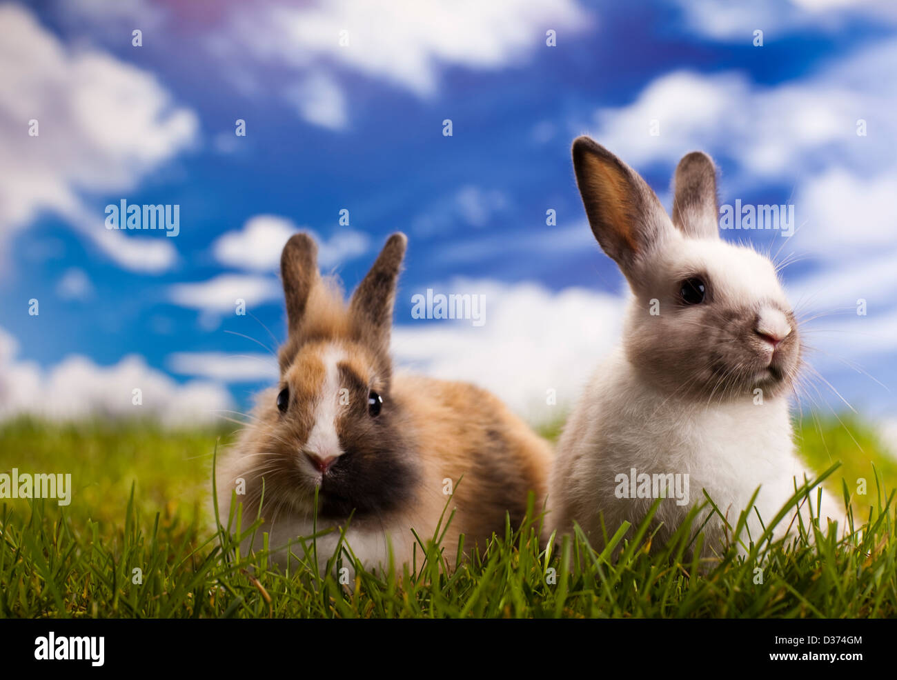 Two Little Rabbits Green background and two little rabbits Stock Photo - Alamy