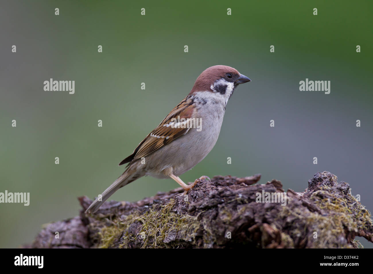 Eurasian Tree Sparrow Feldsperling Passer montanus Stock Photo