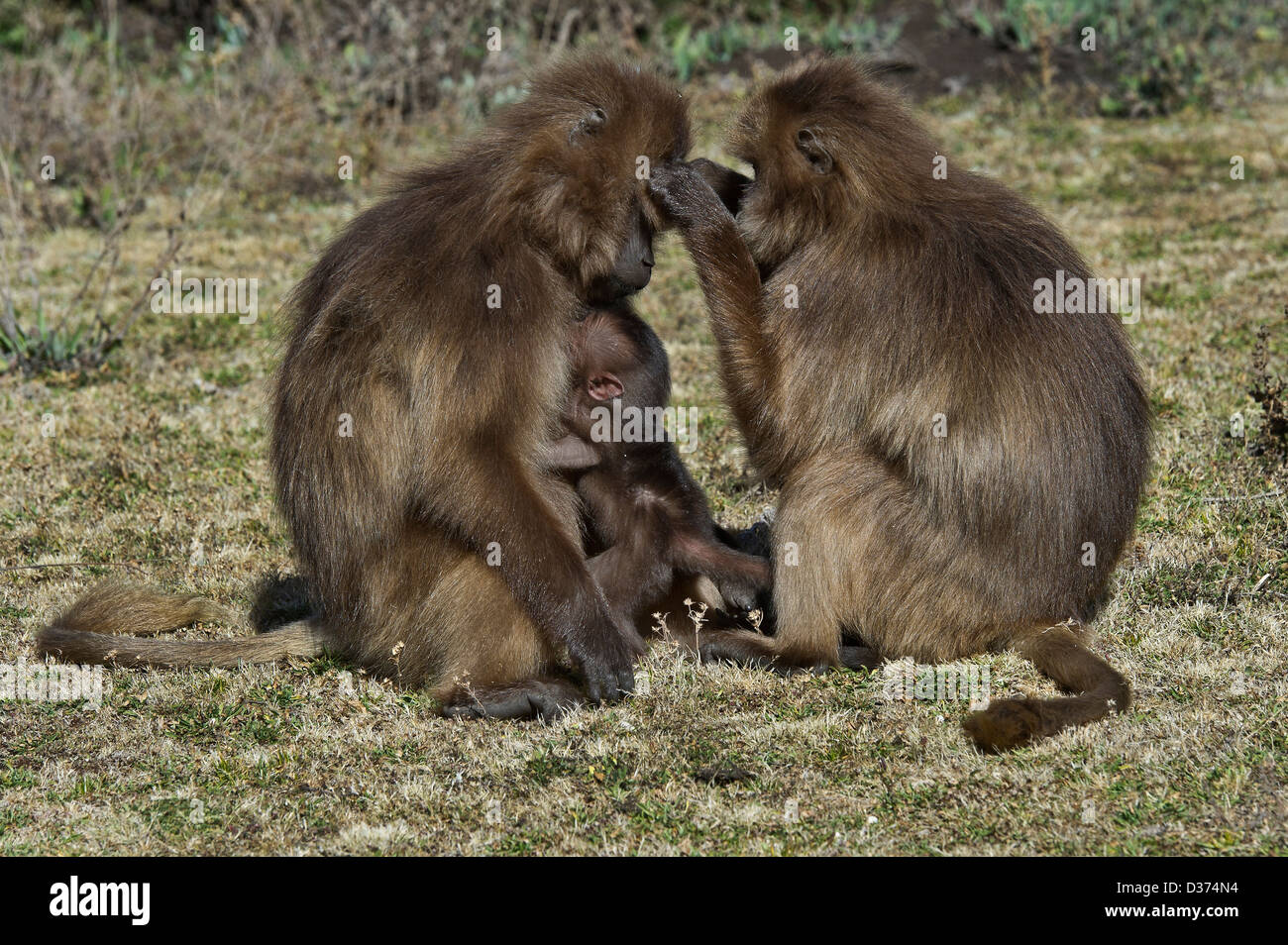 grooming between two female Gelada baboons, while one of them suckles its young, Ethiopia Stock Photo