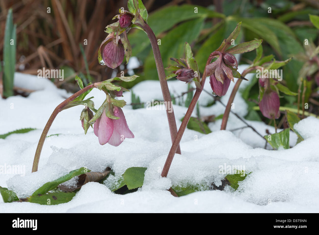 hellebore flowers  a hardy evergreen and deciduous perennial with stems lifting flower above snow in winter early spring Stock Photo