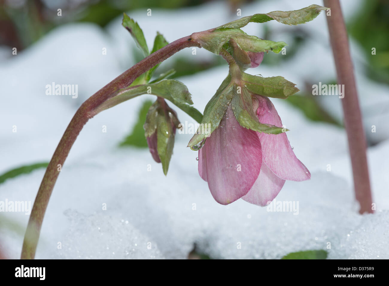 hellebore a hardy evergreen and deciduous perennial with stems lifting flower above snow in winter early spring Stock Photo