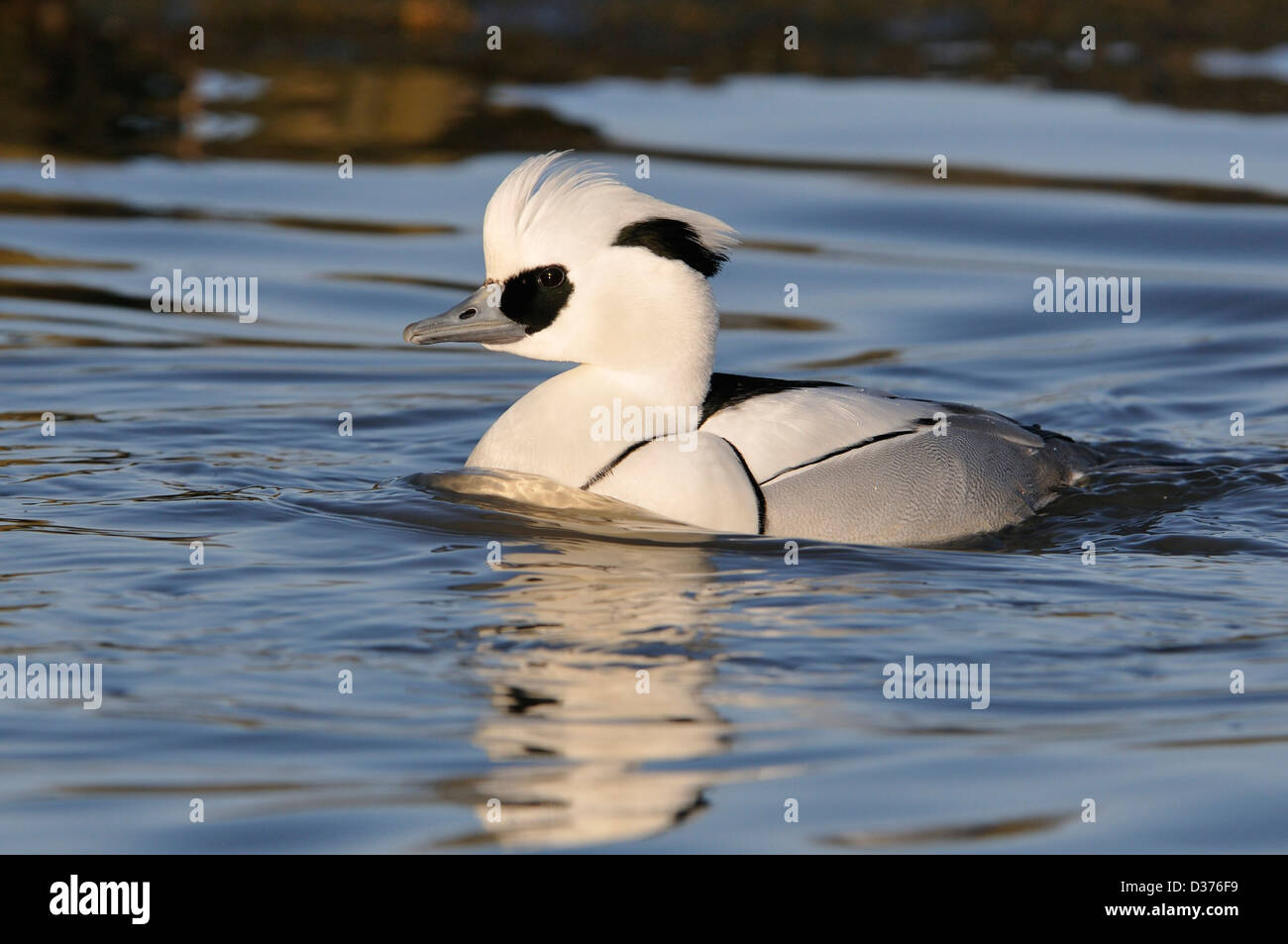 Smew Duck - Mergus albellus, male on water Stock Photo
