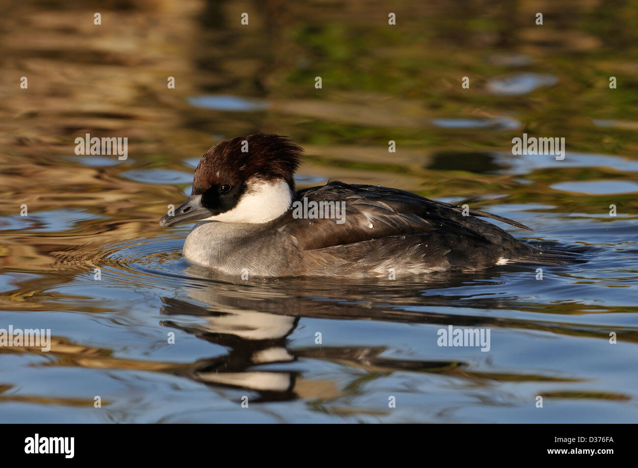 Smew Duck - Mergus albellus, female redhead Stock Photo