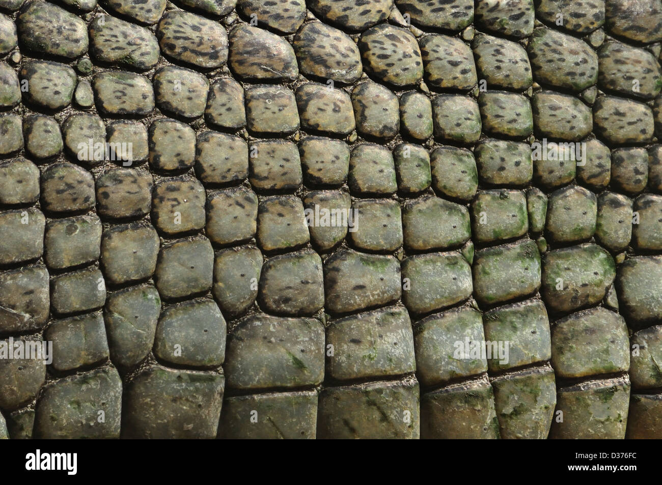 Scales of Gharial Crocodile Stock Photo