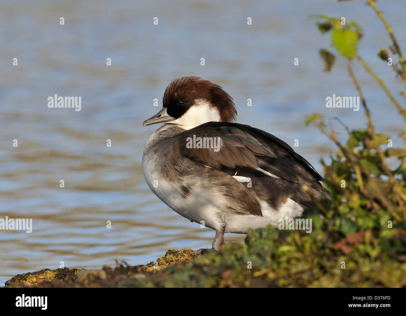 Smew Duck - Mergus albellus, female redhead Stock Photo