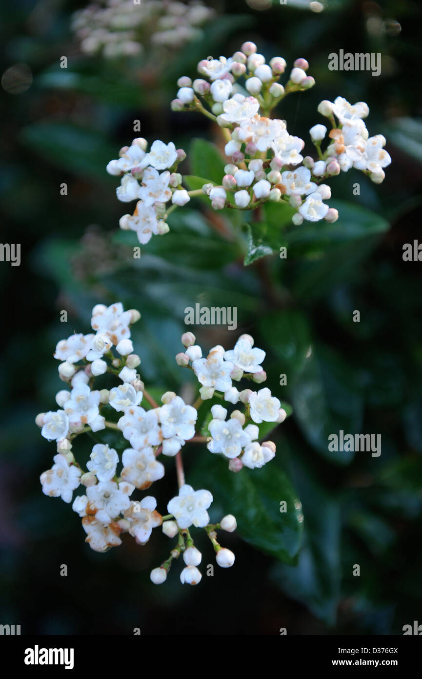 The evergreen winter flowering shrub Viburnum tinus 'Eve Price' also known as Laurustinus Stock Photo