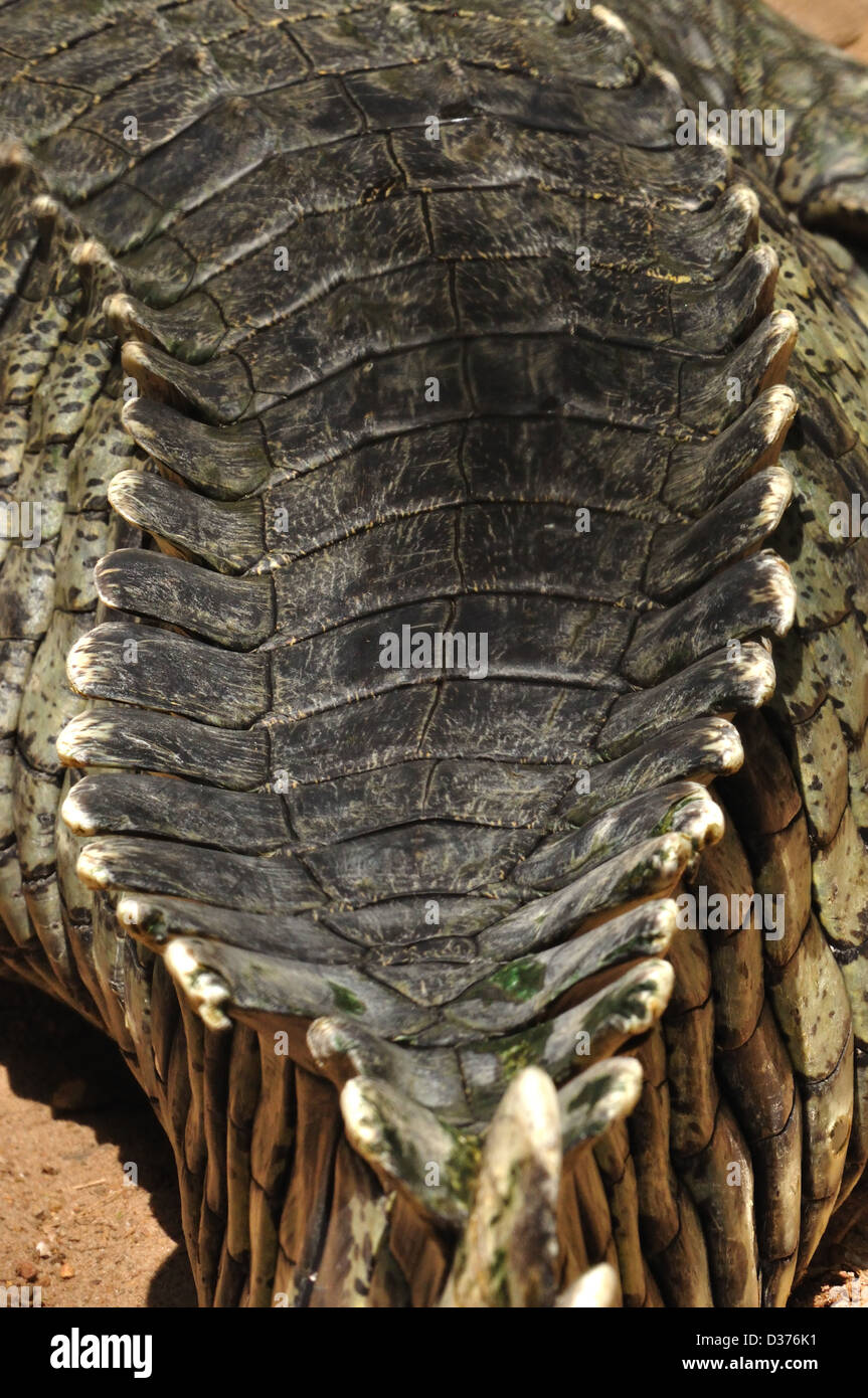Scales of Gharial Crocodile Stock Photo
