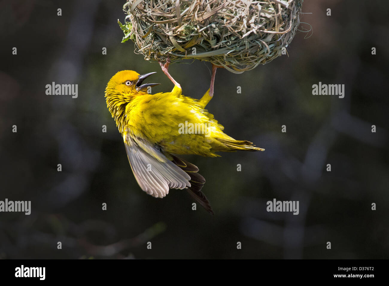 Southern Musked Weaver building nest Stock Photo