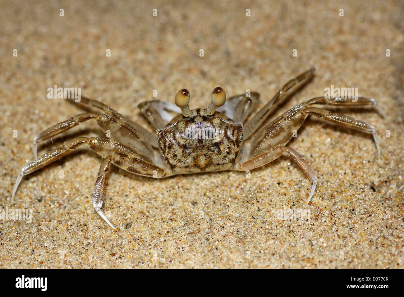 Ghost Crab Ocypode sp. Stock Photo