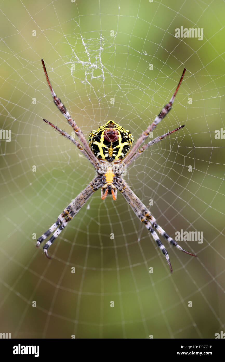 Signature Spider Argiope sp. Stock Photo
