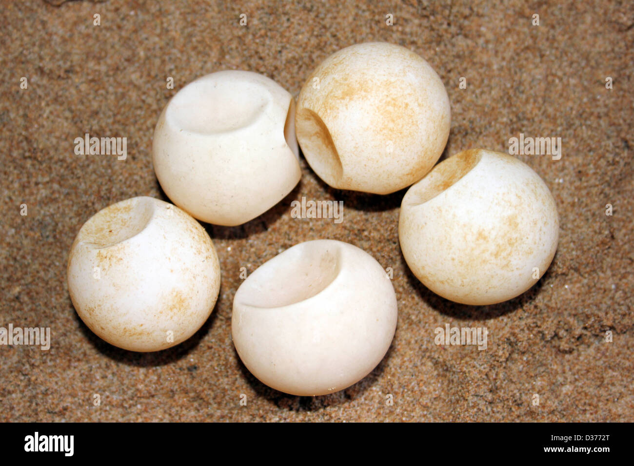 Sea Turtle Eggs Stock Photo