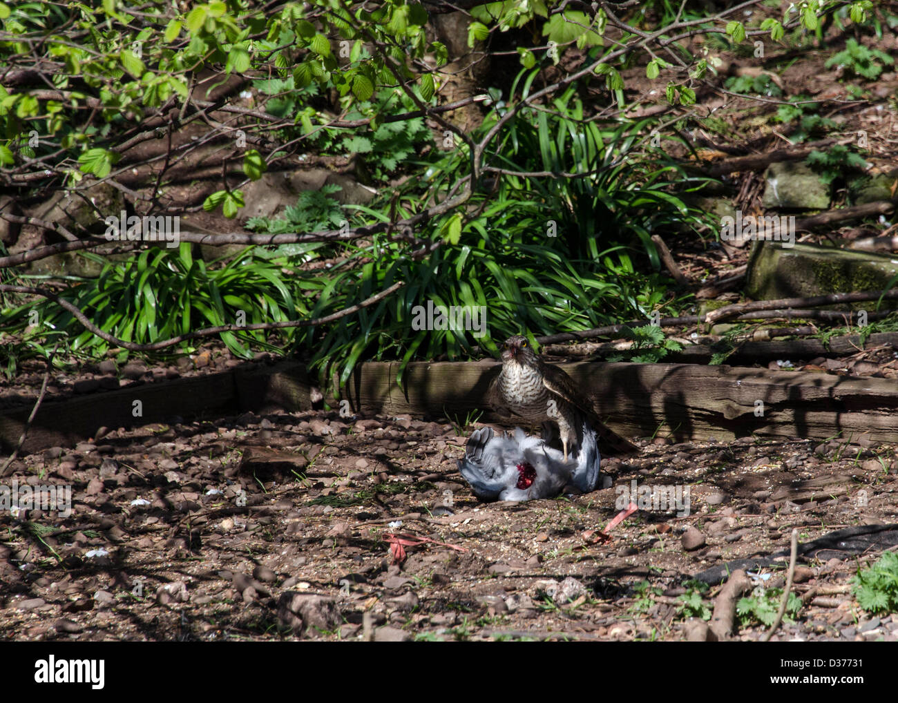 Sparrow hawk with Wood Pigeon Kill pt 4 Stock Photo