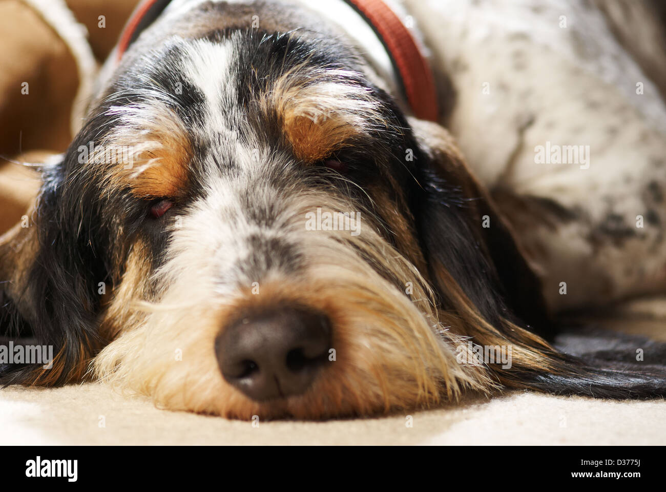 A sleepy Grand Basset Griffon Vendéen dog Stock Photo