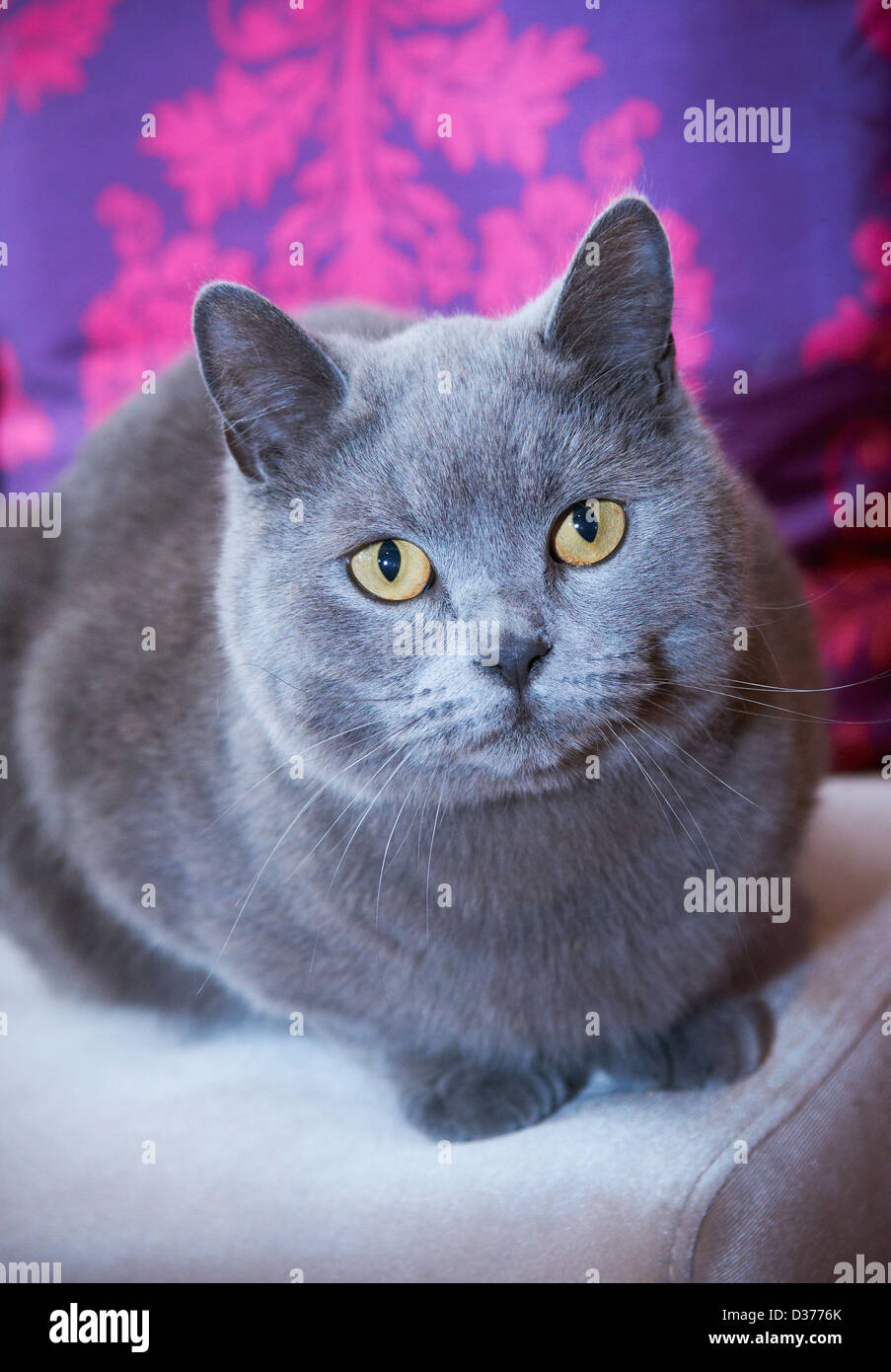 British Shorthair cat Stock Photo