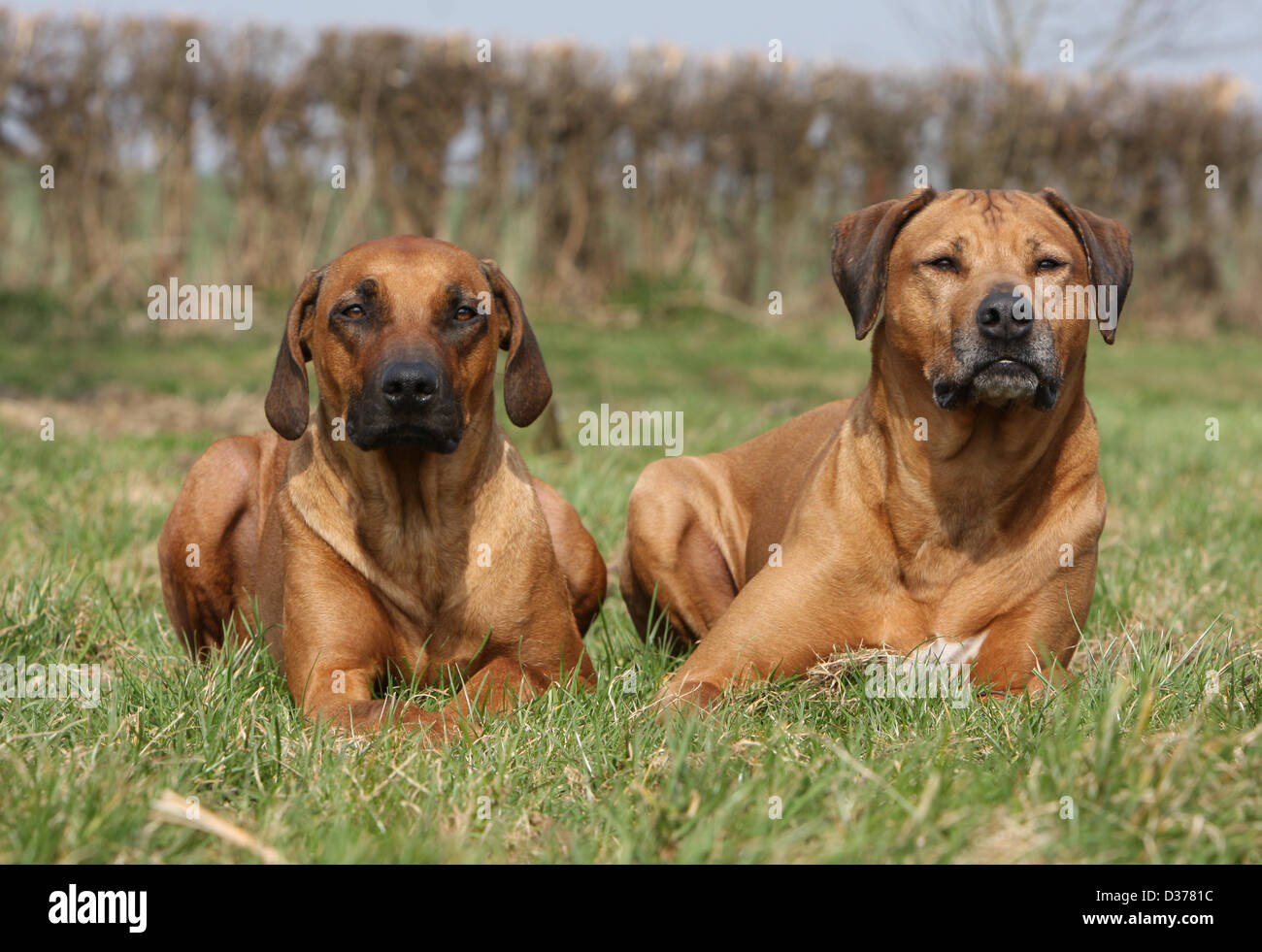 Dog Rhodesian Ridgeback / African Lion Hound two adults lying in a meadow Stock Photo Alamy