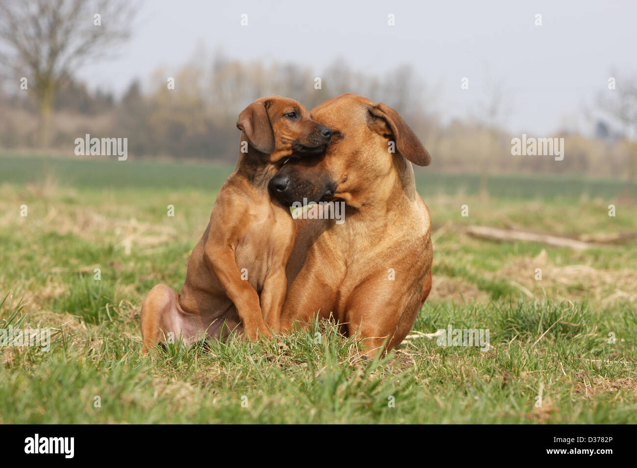 Dog Rhodesian Ridgeback / African Lion Hound adult and puppy in a meadow Stock Photo Alamy