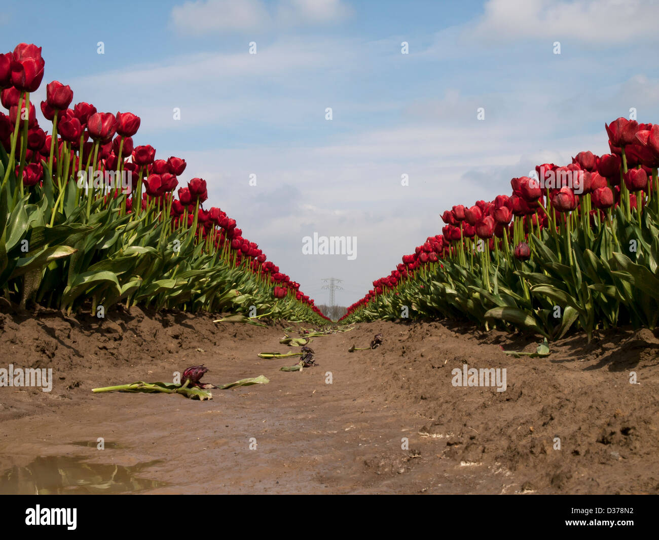 a row of red tulips with blue sky as background Stock Photo - Alamy