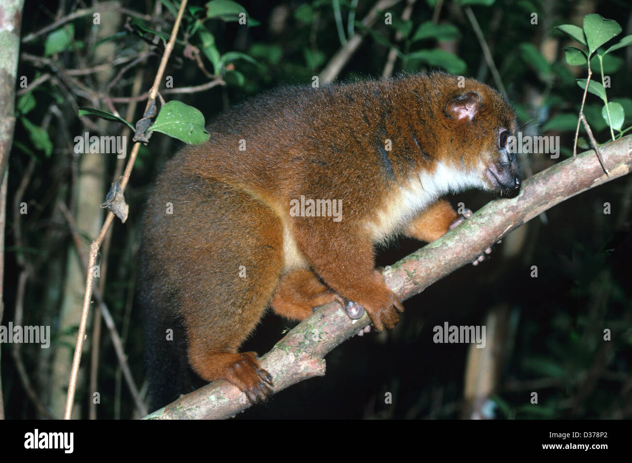 Red-Bellied Lemur Eulemur rubriventer Female Endemic to Eastern Madagascar Stock Photo