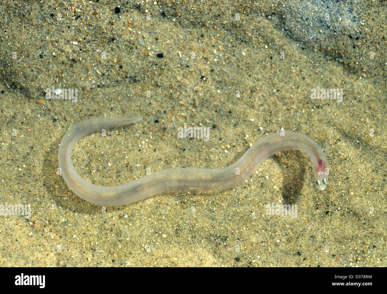 Transparent or Translucent Pink Sea Snake, Snake-Eel or Eel off West Coast of Madagascar Stock Photo