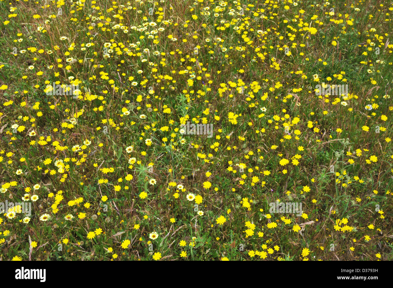 wild spring flowers. Stock Photo