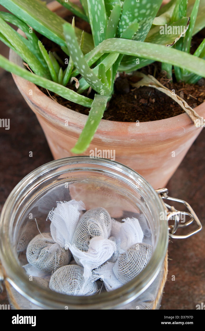 Infused tea bags in a glass jar with a potted Aloe Vera plant at the