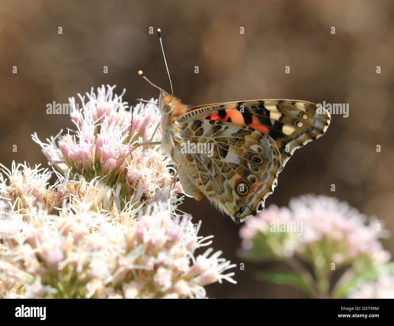 Detailed macro of a Painted Lady-butterfly (vanessa Cardui or Cosmopolitan) foraging on a variety of flowers (80 images in all) Stock Photo