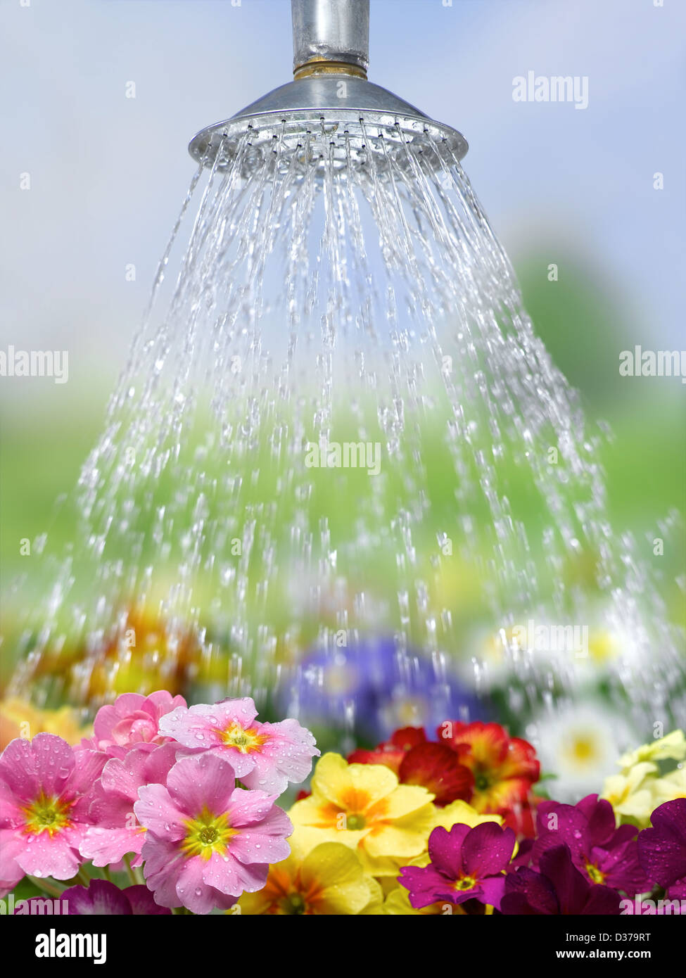 watering flowers Stock Photo