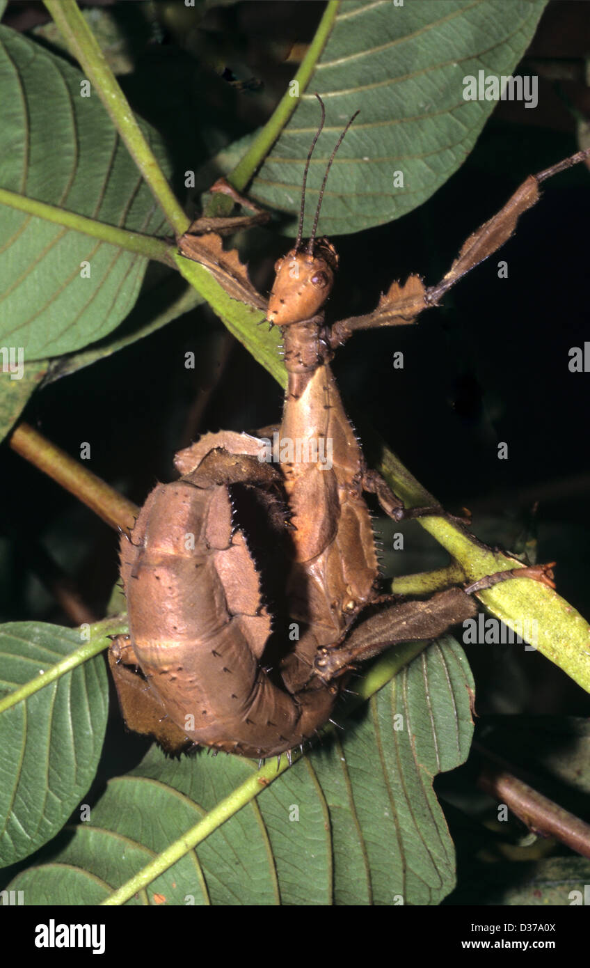 Leaf-Mimic Praying Mantis Phyllocrania illudens which Disguises Itself to Ressemble a Brown Shrivelled Leaf Madagascar Stock Photo