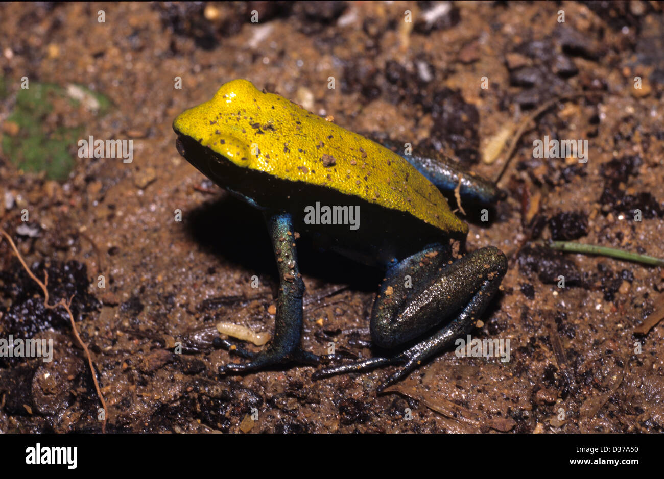 Blue-legged Mantella Frog, Mantella expectata Frog, Endemic to Southern  Madagascar Stock Photo