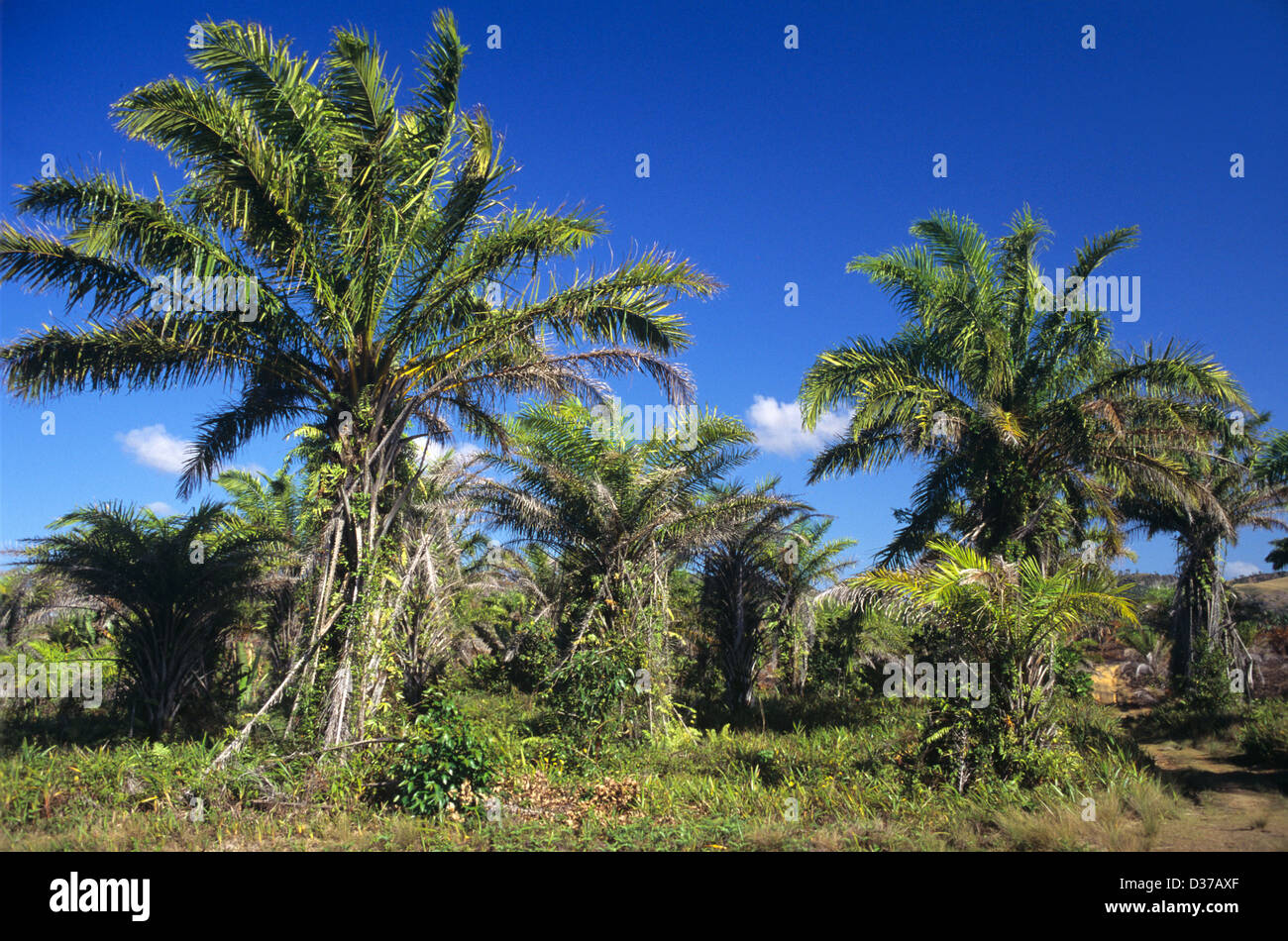 Raphia Palm Plantation Raphia pedunculata aka Raphia farinifera Madagascar Stock Photo
